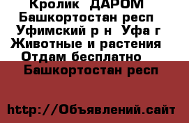 Кролик  ДАРОМ - Башкортостан респ., Уфимский р-н, Уфа г. Животные и растения » Отдам бесплатно   . Башкортостан респ.